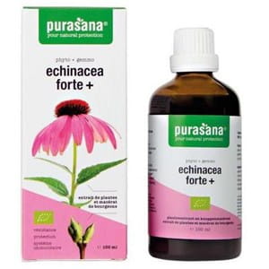 jeżówka purpurowa purasana.jpg